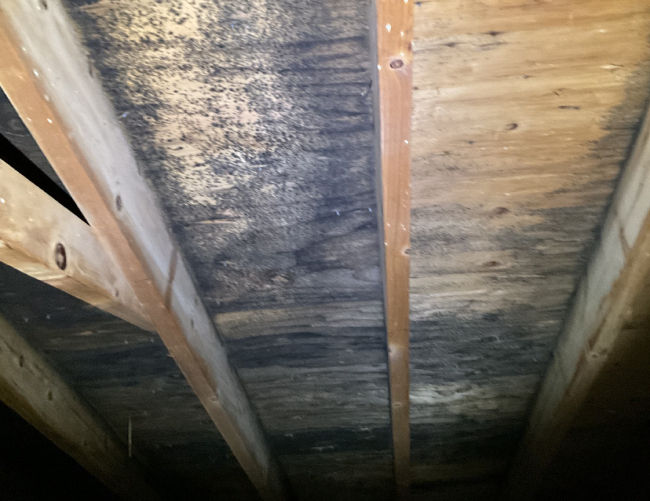 Mold Damage